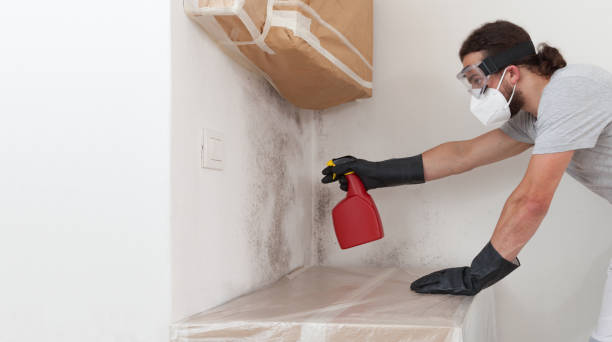 Professional Basement Mold Remediation technician working in Carlstadt, NJ
