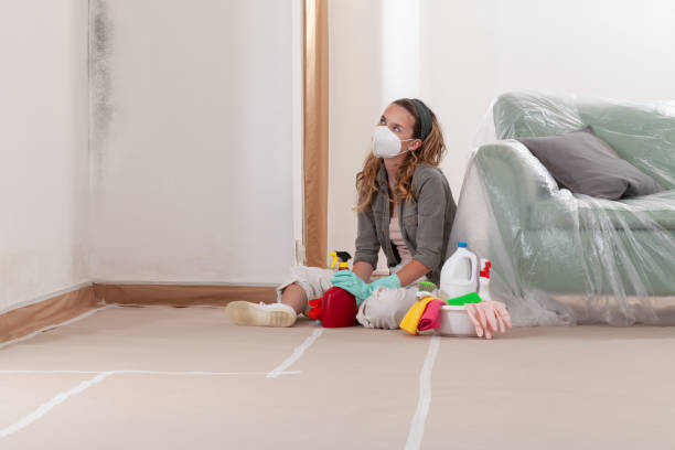 Reliable Basement Mold Remediation contractor in Carlstadt, NJ by WQB Mold Removal
