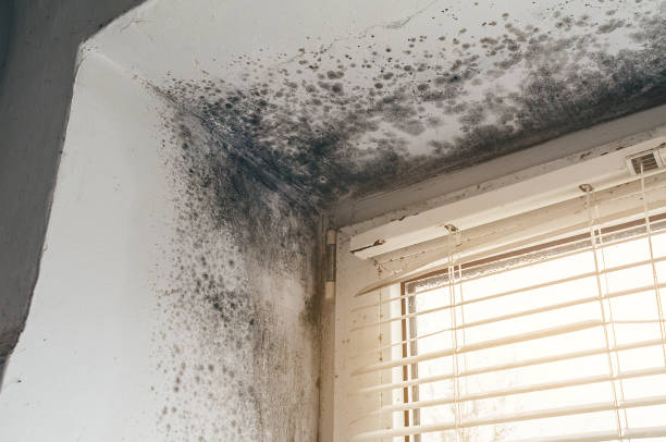 Affordable Basement Mold Remediation solutions in Carlstadt, NJ